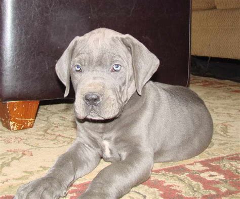 Great Dane Puppies Near Me For Sale - Photos All Recommendation