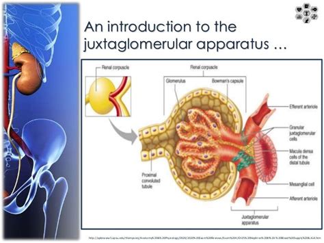 Juxtaglomerular Apparatus