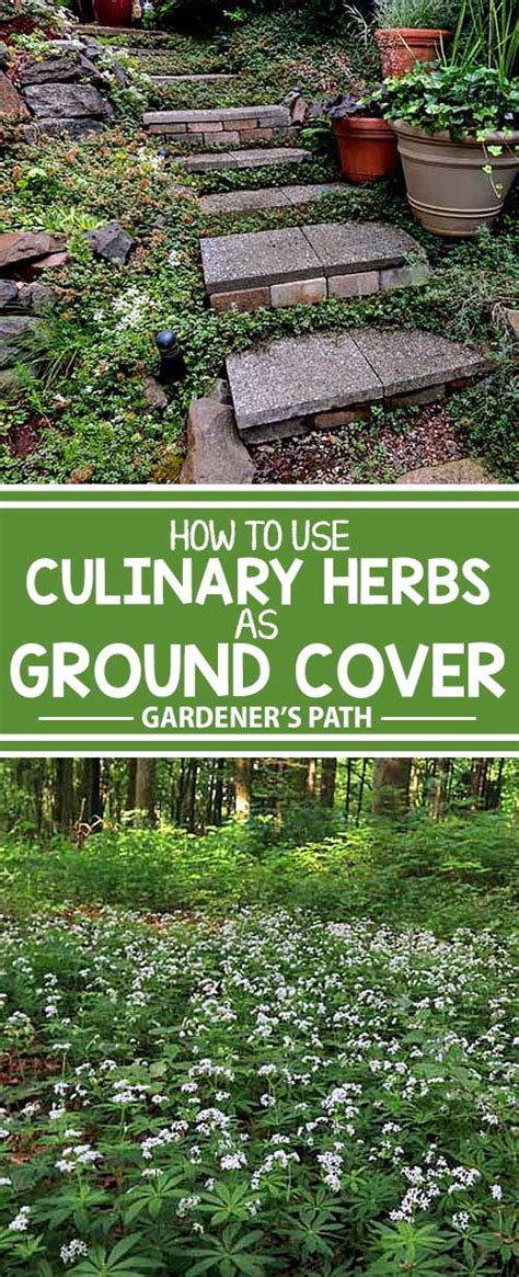 How to Use Culinary Herbs as Ground Cover | Gardener’s Path