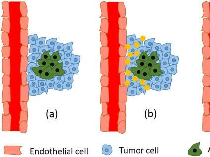 Targeted Therapy–Immunotherapy Combination for Kidney Cancer - NCI