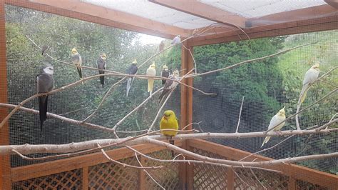 Aviary Construction – Birdline Parrot Rescue