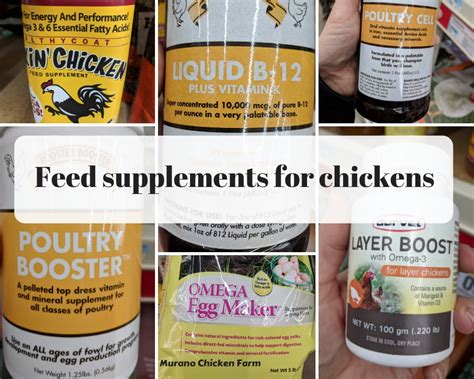 Do chickens need feed supplements? - Murano Chicken Farm