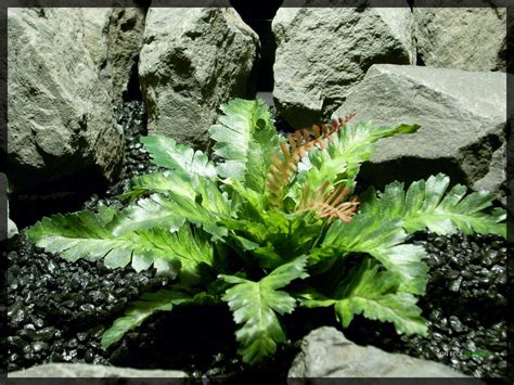 Artificial Silk Reptile Habitat Plant - Silk Bracken Fern | Reptile habitat, Artificial aquarium ...