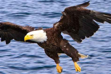 Bald Eagles Flying