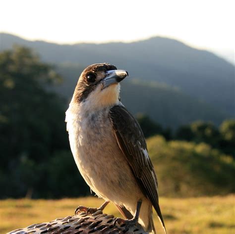 Sunshine Coast Hinterland 1: sea/sun | Sunshine coast, Beautiful birds, Australian birds