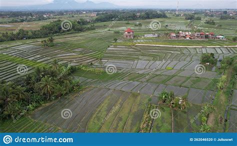 The Bali Terrace Rice Fields Stock Photo - Image of farm, agriculture ...