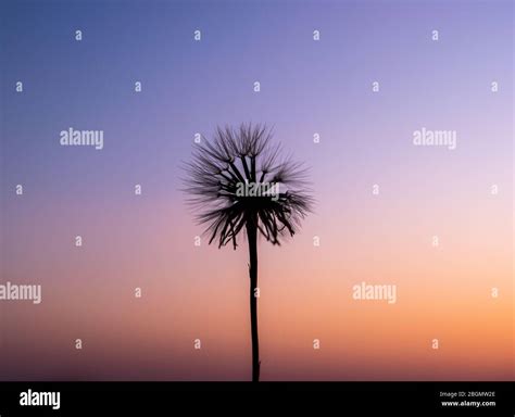 Blowing dandelion silhouette hi-res stock photography and images - Alamy