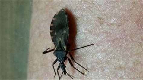 Deadly 'Kissing Bug' Disease Continues to Spread, But... | wltx.com