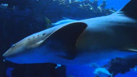 Tiger Shark at Texas State aquarium - YouTube