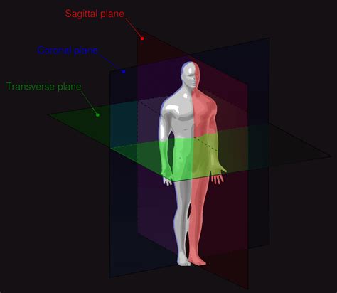 body directions anatomy
