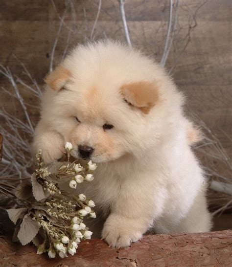 Fluffy cuteness | Chow chow puppy, Cute animals, Fluffy dogs