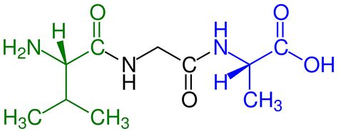 Difference Between Oligopeptide and Polypeptide | Compare the ...