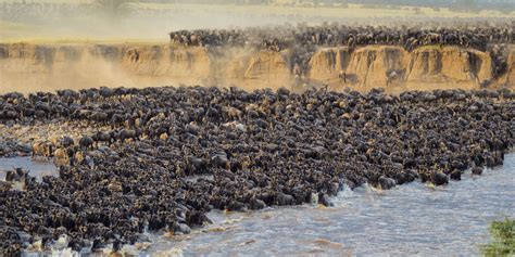 The Serengeti Great Migration - August | Yellow Zebra Safaris