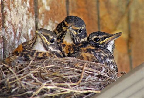 Free Images : nature, bird, animal, cute, wildlife, wild, beak, robin, feather, fauna, brambling ...