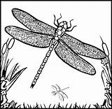Dragonfly Printable Coloring Pages Free Sketch Page sketch template