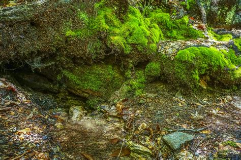 Spring Beside the Art Loeb Trail – WNCOutdoors.info