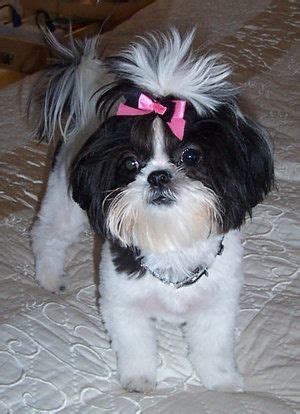 I love black & white shih tzus :) | Shih tzu puppy, Shih tzu, Shih tzu grooming