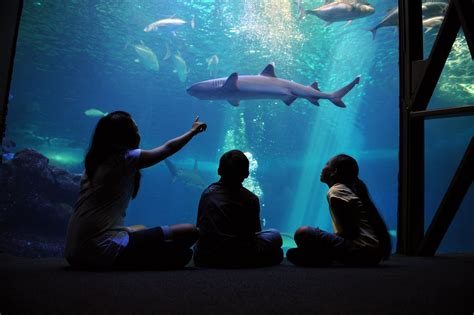 Maui Ocean Center – The Ultimate Marine Experience - Hawaii Attractions