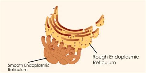 Are the Rough and Smooth Er Continuous - Streit Lonaim