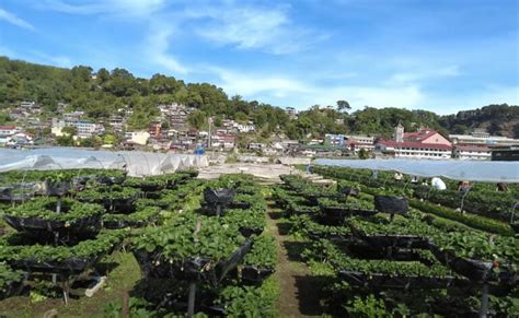 La Trinidad Strawberry Farm