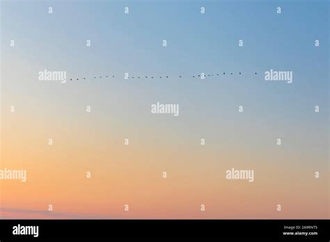 Wedge formation hi-res stock photography and images - Alamy