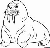 Walrus Coloring Page  Easy Drawing Guides sketch template