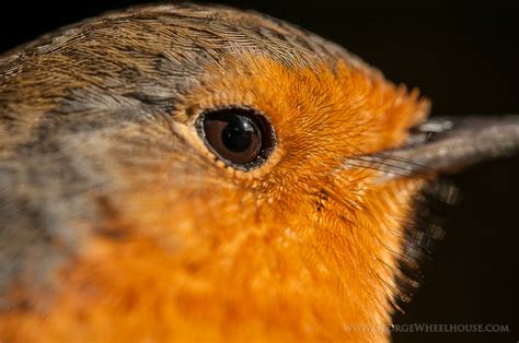 Robin Eye Macro | Some more photos from Forest How, in Cumbr… | Flickr