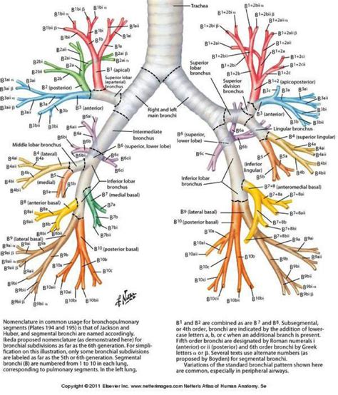 Bronchi Anatomy - Anatomical Charts & Posters