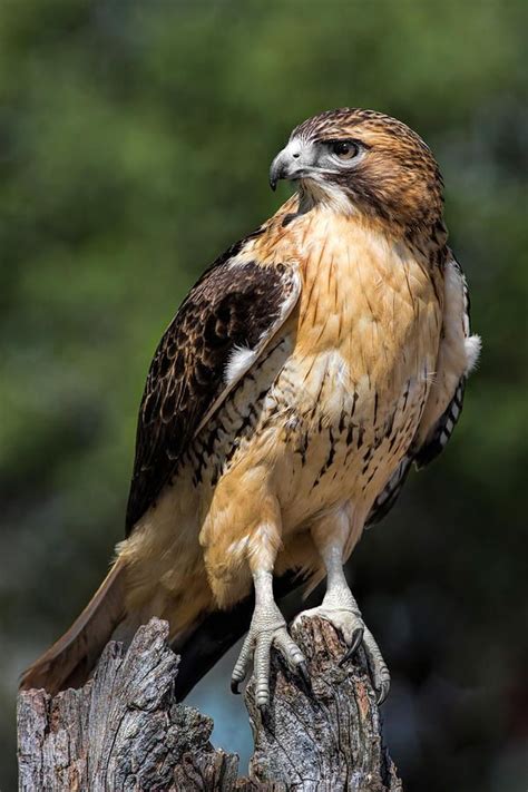 Red Tailed Hawk Photograph - Red Tail Hawk Portrait by Dale Kincaid ...