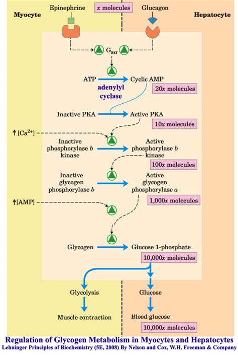 Glycogen Metabolism: Glycogenolysis and Glycogenesis and their regulation, Regulation of ...