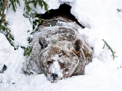 Why hibernating bears could be good news in the fight against dementia | The Independent