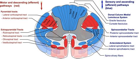 The Descending Tracts of the Central Nervous System | Geeky Medics