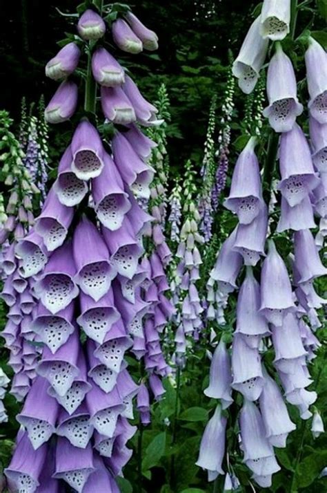 Foxglove | Flowers | Pinterest