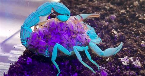 Watch a Scorpion and Its Young Glow Different Colors Under UV Light – SHOP WITH THE DURENS