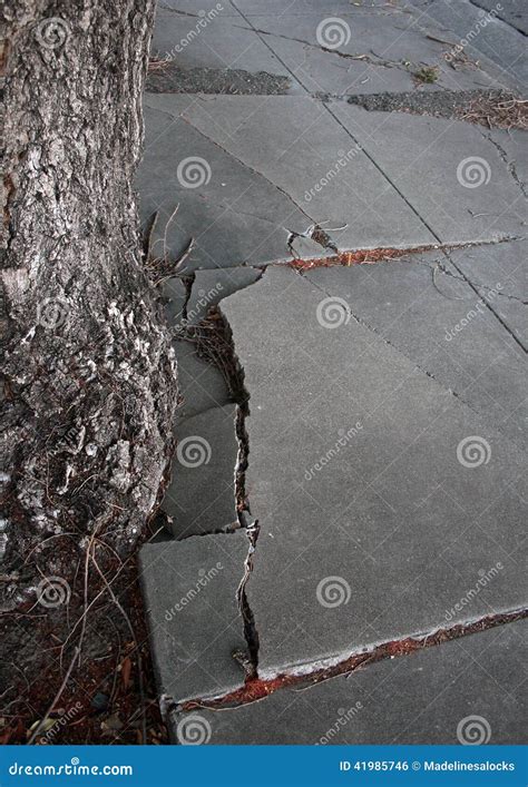 Cracked sidewalk stock photo. Image of fractured, trunk - 41985746