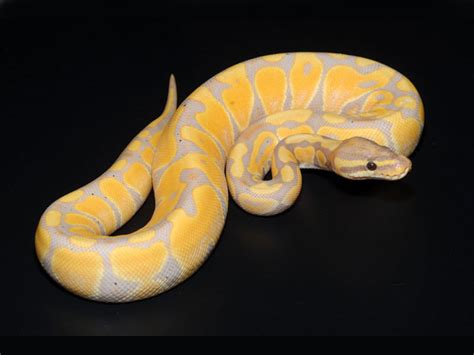 Morph List - World of Ball Pythons