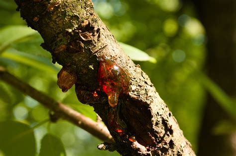 How to Treat Gummosis, or Bleeding in Tree Bark