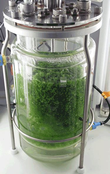 Algae Photobioreactor: Self-Contained, Total Control Over Your Algae Environment