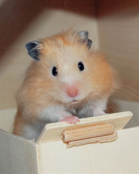 √ 6 Types of Most Popular Hamster Breeds | Hamster, Hamster breeds, Funny hamsters