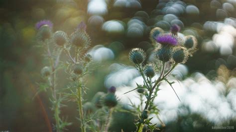 The magic of Helios 44-2 manual lens #helios44 – Kalpachev photography