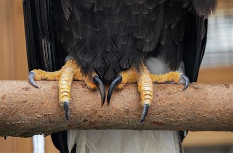 Bald Eagle Talons Photograph by Peter De Gannes - Pixels