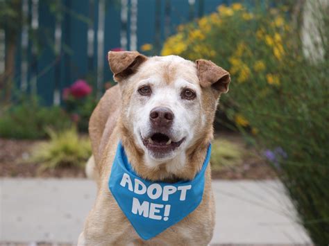 Shelter Dog Adoptions: The Pandemic's Silver Lining | The Grey Muzzle ...