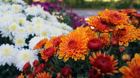 Chrysanthemums: When to Plant Mums | The Old Farmer's Almanac