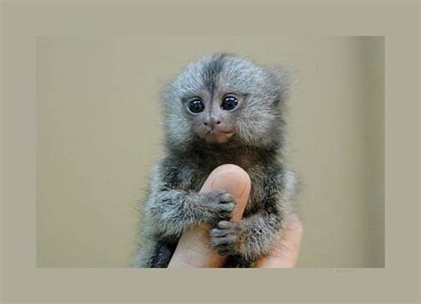 Are Finger Monkeys Good Pets? (NO!) | PetLifeWorld.com