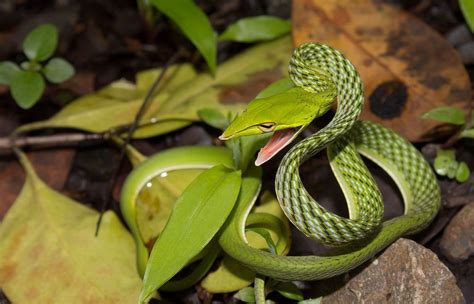 Green Vine Snake | Vine snake, Snake, Beautiful snakes