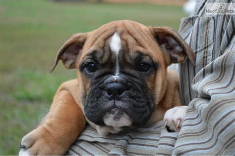 Boxer English Bulldog Mix Puppies For Sale | Dog Breeds Picture