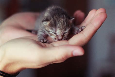 21 Purrfect Photos of Tiny Kittens That Fit In Your Palm - 500px