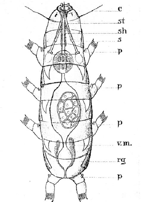 tardigrades, water bears, moss piglets