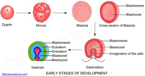 3 Tahapan Perkembangan Embrio (Morula , Blastula, dan Gastrula ...