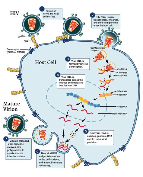 HIV Virus Replication Cycle | This infographic illustrates t… | Flickr